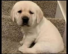 labrador