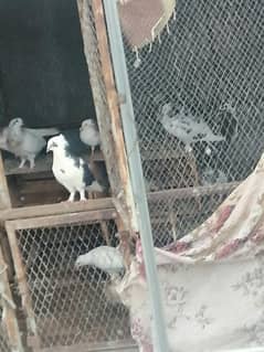 all mix kabotar chogi ghashi lakkay mixx