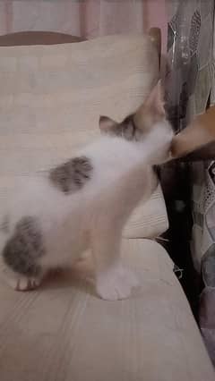 5 American shorthair kittens for sell. . .