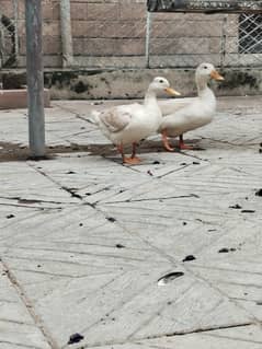 white duck