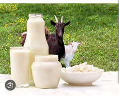 goat Milk