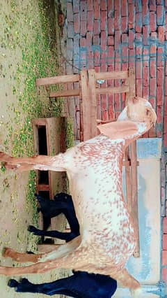 Pure makhi cheeni female