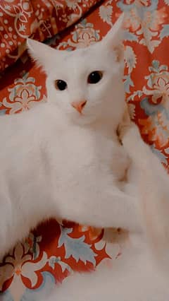 Persian cat for free
