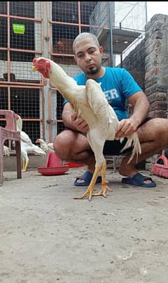 White King Oh Shamo Breeder Male