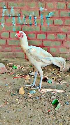Aseel Heera patha