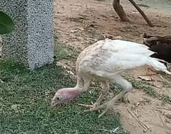 Turkey