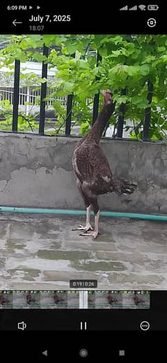 japanese shamo Hen