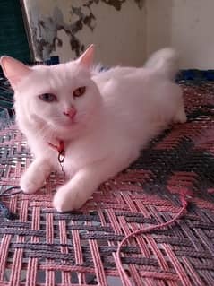 ketan mail female