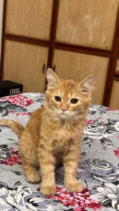 Beautiful 7-Month-Old Persian Ginger Cat (Triple Coat)