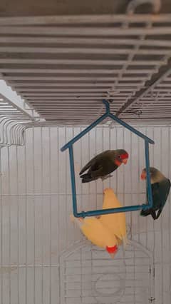 2 breeder pair for sale
