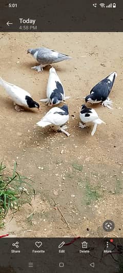 6 Sherazi pigeons for sale
