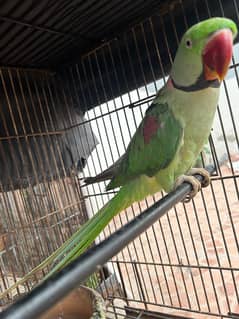 Raw Parrot (03353725222)