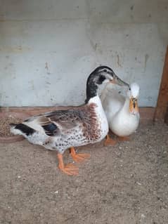 Duck Pair