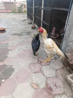 for sale on reasonable price