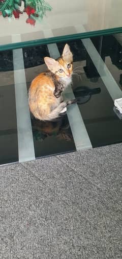 3 kittens (potty trained) for adoption