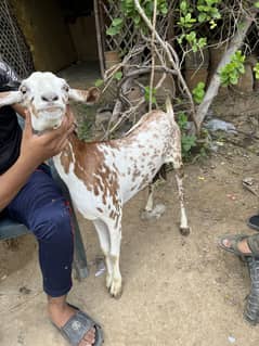 Aa cattle faram