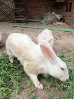 Mail & Female Rabbits Available 1000 ka pair