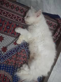 Persian