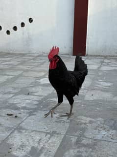 Black Australorp
