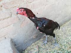 pure thai aseel urgent sale 03147563639 whatsapp