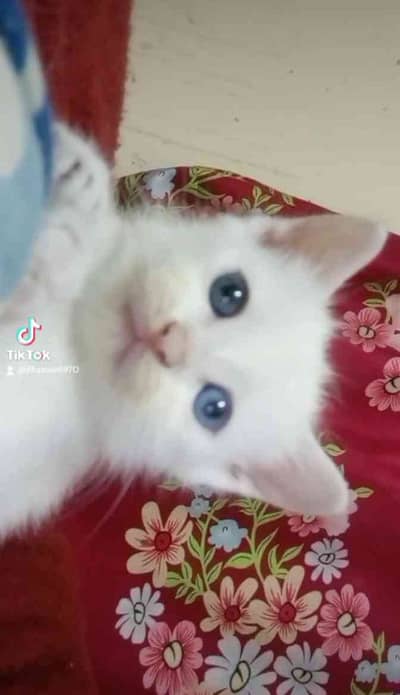Sharif