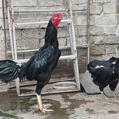 black vaitnam aseel