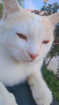 2 Saal ka Healthy Male Cat (Persian x Siberian Cross)