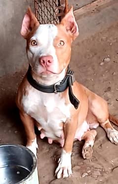 1.20 days pregnant pitbull female