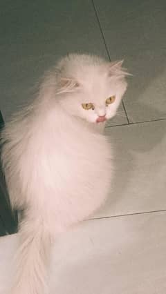 cat for sale