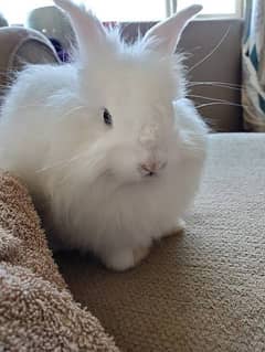 Beautiful rabbit with long hair white Colour