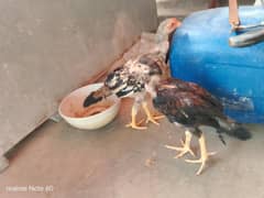 5 aseel pathe hn. . . . . 1 feamale. . . . 4 male. . . saare sale krne hn