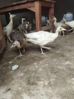 Chick's