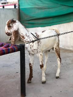 Goat kid