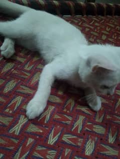 white cat