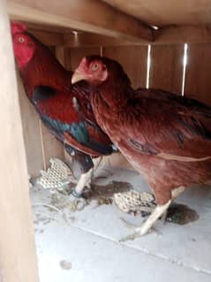 one pair hens