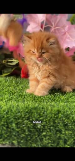 blue eyes white Persian kitten|Triple koted 03234414509 WhatsApp