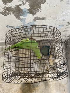 Green parot for sale male