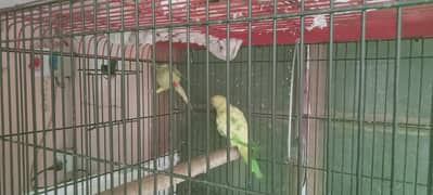 ringneck parrots for sale