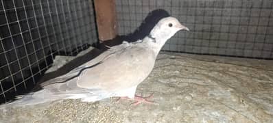 Khumra