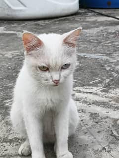 Cat for Sale
