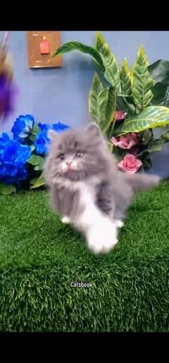 blue eyes white Persian kitten|Triple koted 03234414509 WhatsApp