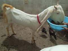female goat