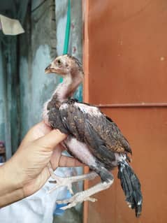 6 piece Aseel Chicks