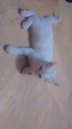 Persian cat triple long coat blue eyes Female