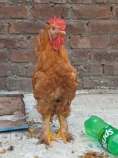 golden buff