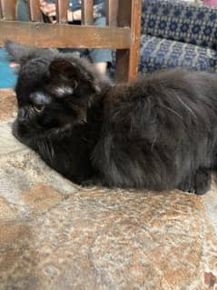 Turkish angora