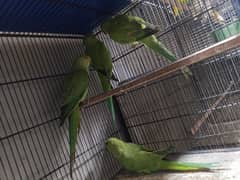 ringneck phaty