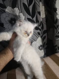Persian Pair Blue eyes And smokee