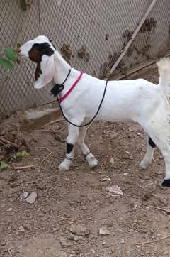 Gulabi