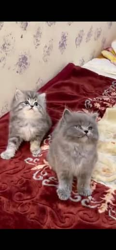 blue eyes white Persian kitten|Triple koted 03234414509 WhatsApp